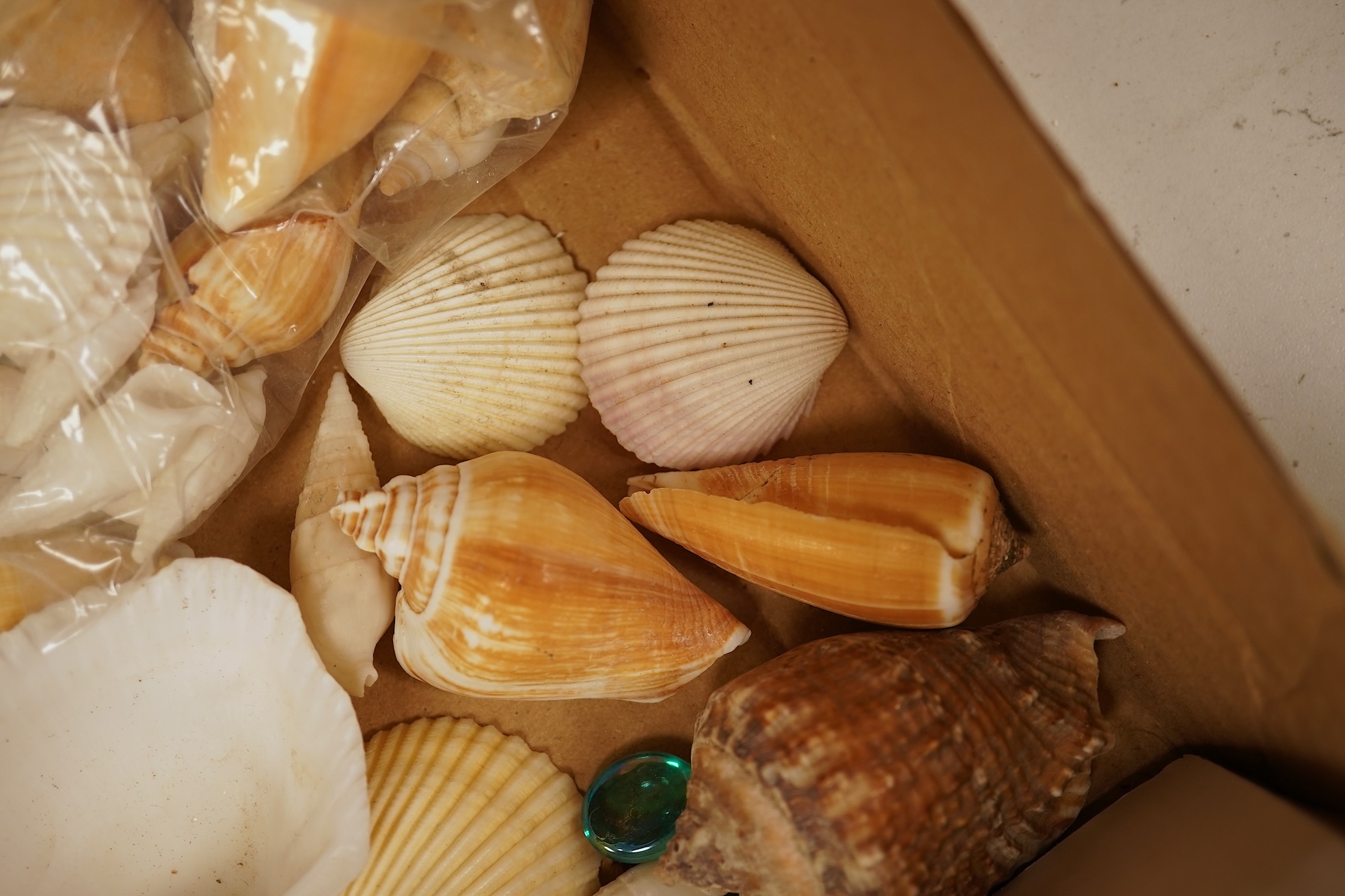 A collection of natural history interest shells to include conch shells, largest approximately 24cm wide